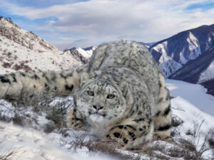 Лежка снежного леопарда фото